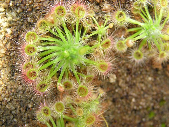 Drosera echinoblastus