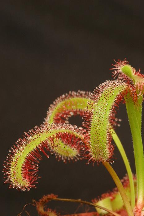 Drosera capensis