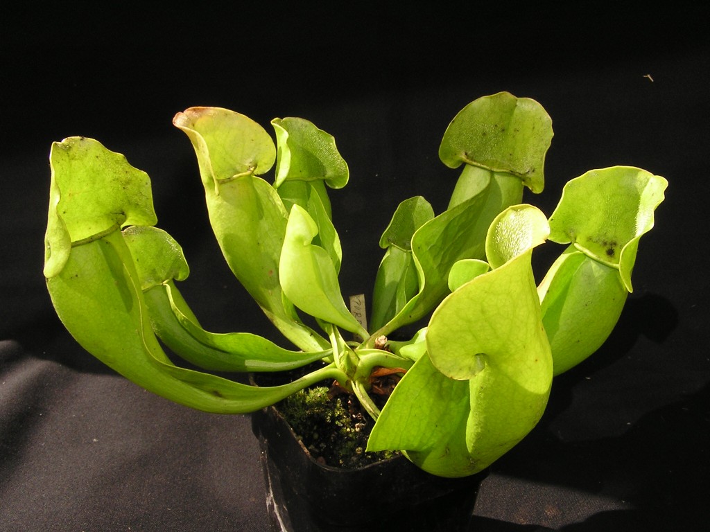 Sarracenia purpurea ssp. purpurea var. heterophylla