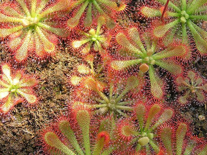 Drosera montana