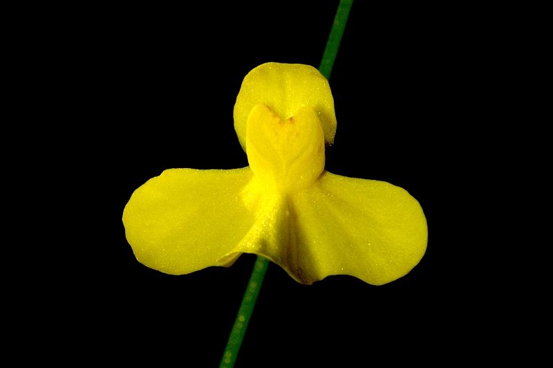 Utricularia flaccida