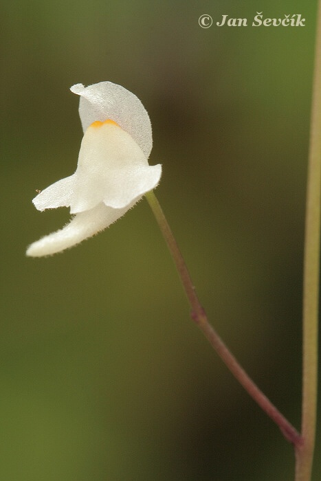 Utricularia amethystina