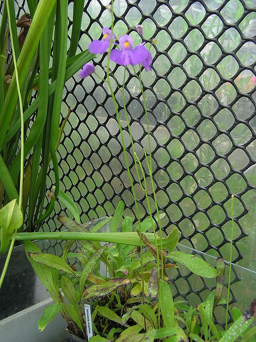 Utricularia longifolia