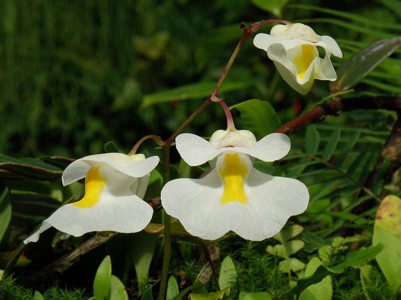 Utricularia alpina