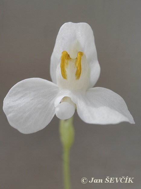 Utricularia nephrophylla