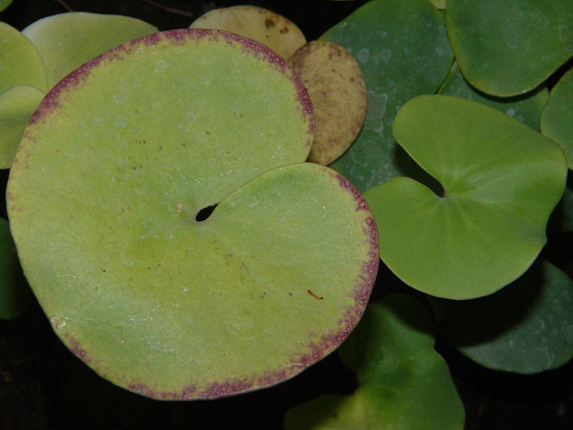 Utricularia reniformis