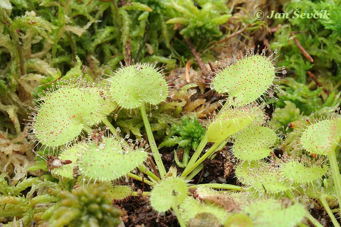 Drosera prolifera