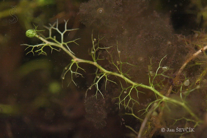 Utricularia minor