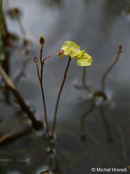 Utricularia bremii