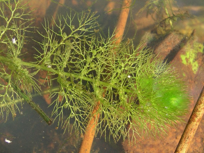 Utricularia australis