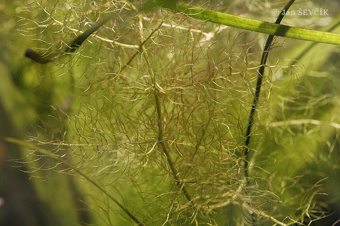 Utricularia aurea