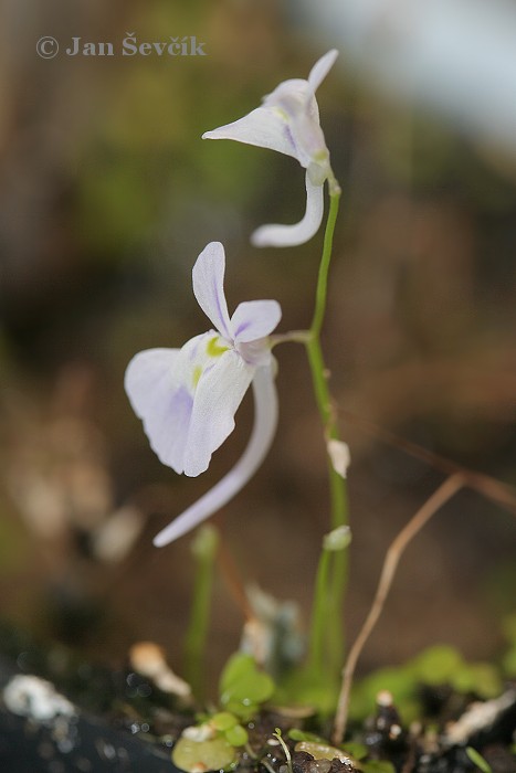 Utricularia sandersonii