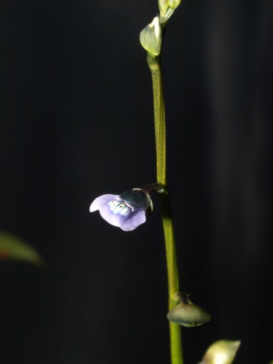 Utricularia uliginosa