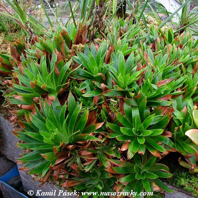 paepalanthus bromelioides