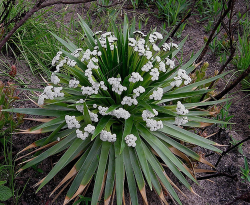 paepalanthus bromelioides3