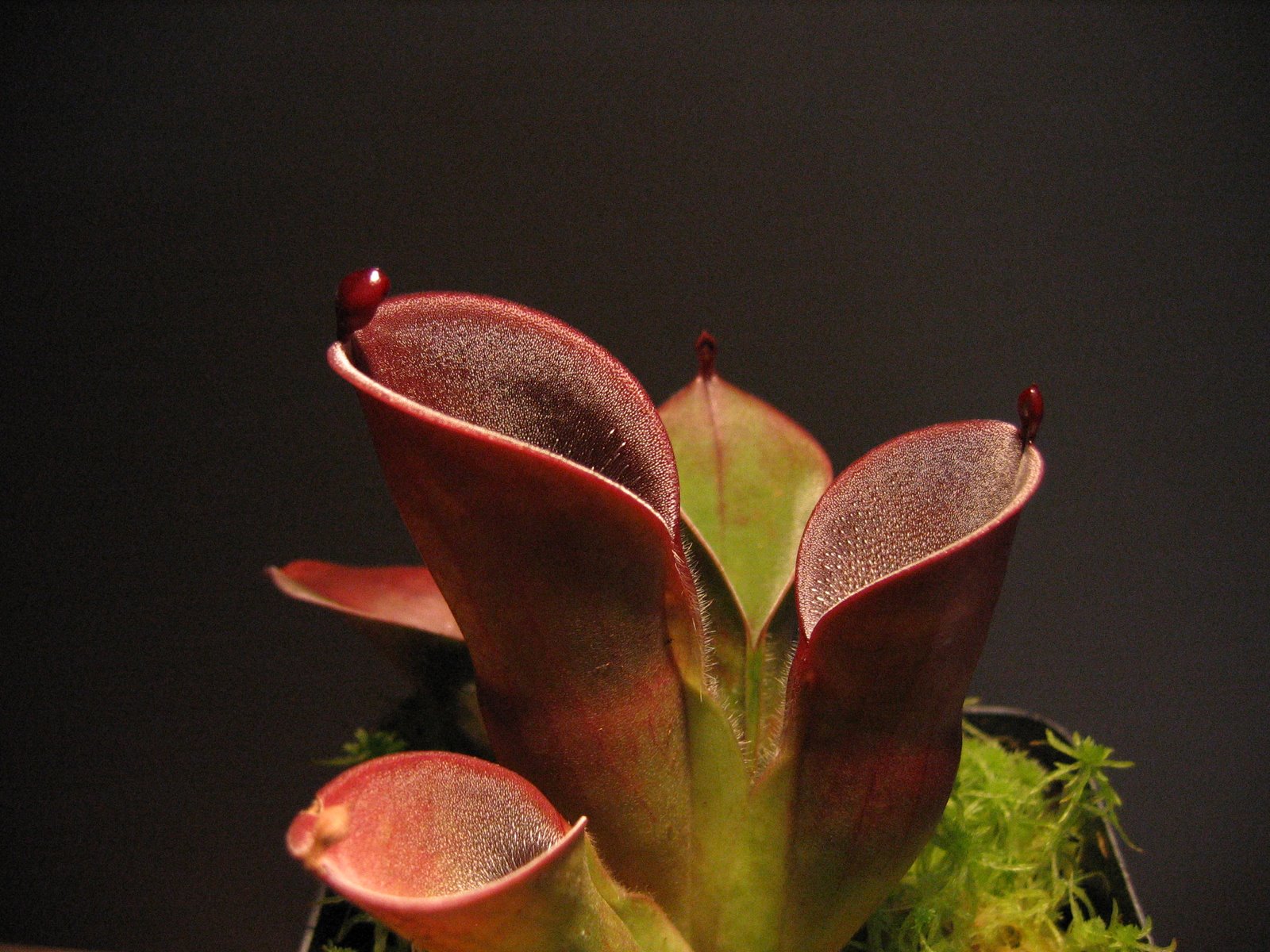 Heliamphora elongata