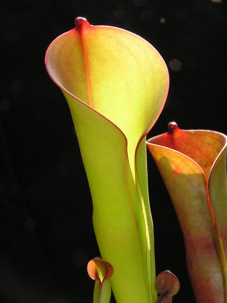 Heliamphora folliculata