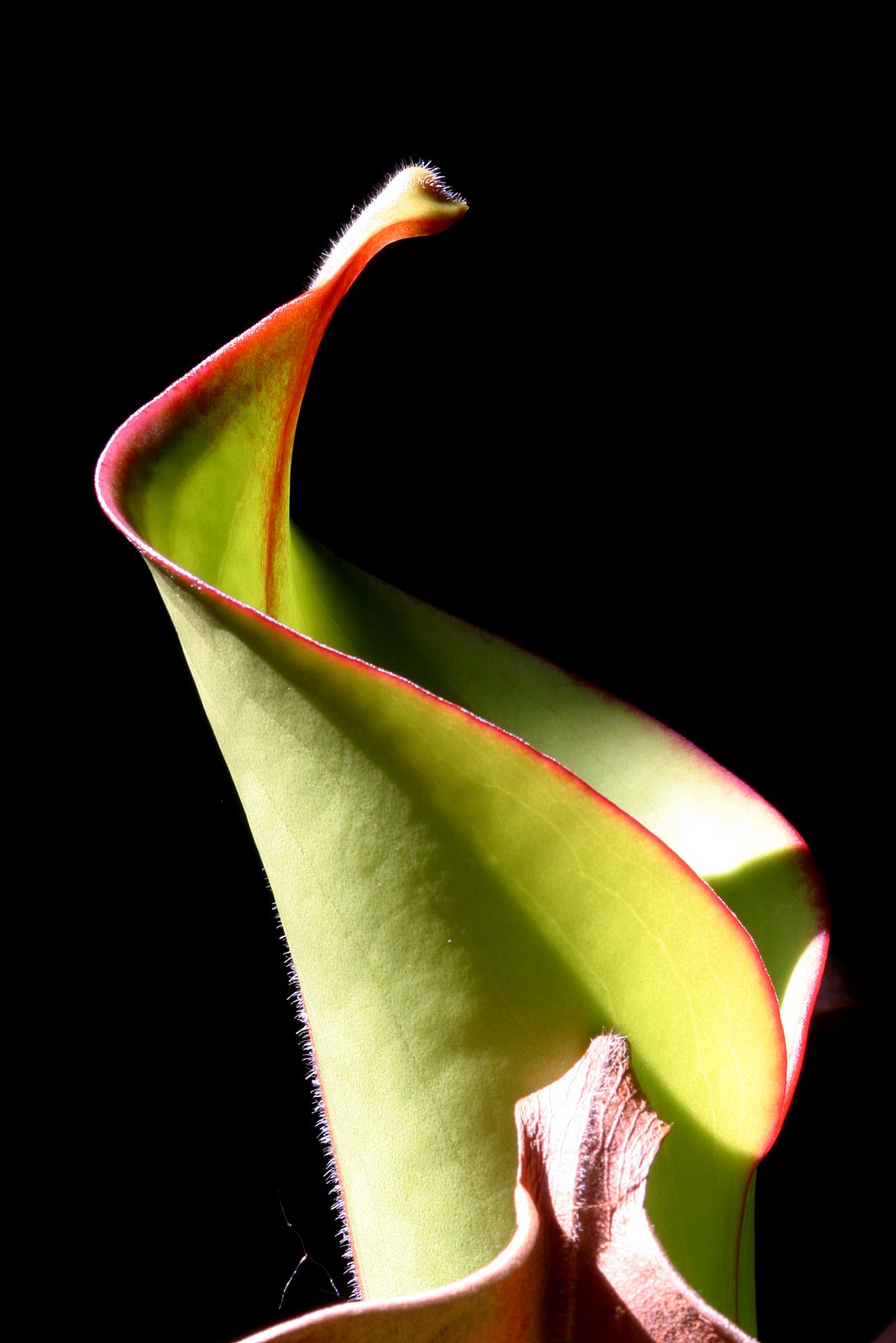 heliamphora glabra