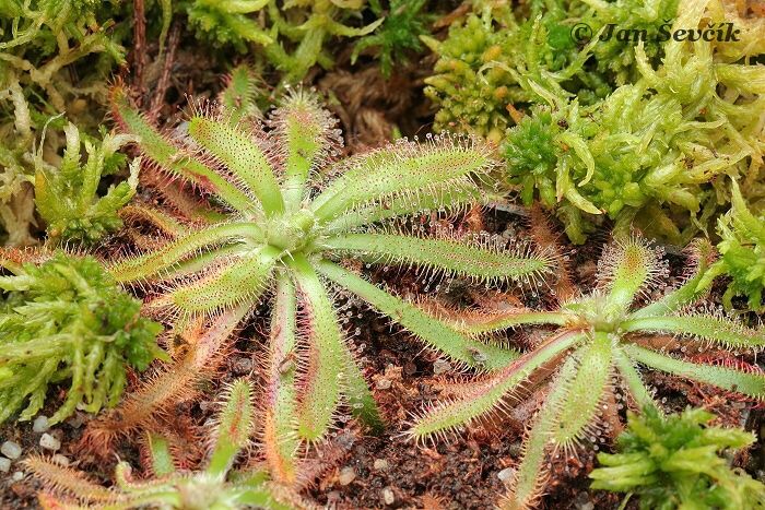 Drosera villosa subsp. ascendens