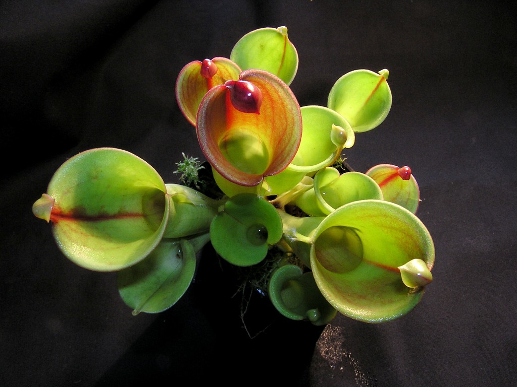 Heliamphora heterodoxa x minor