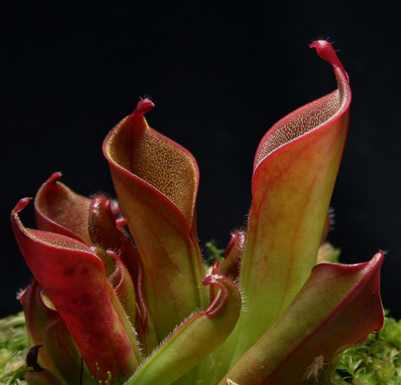 Heliamphora hispida