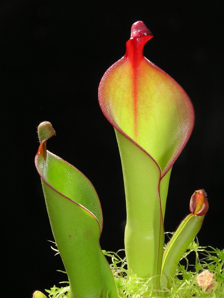 Heliamphora ionasii x nutans