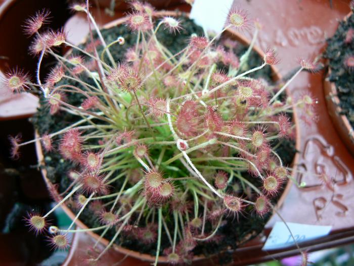 Drosera paradoxa