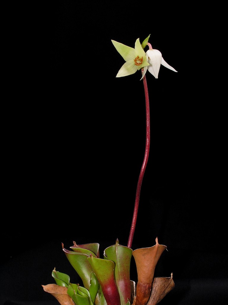 heliamphora pulchella