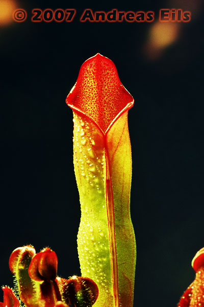 Heliamphora sarracenioides