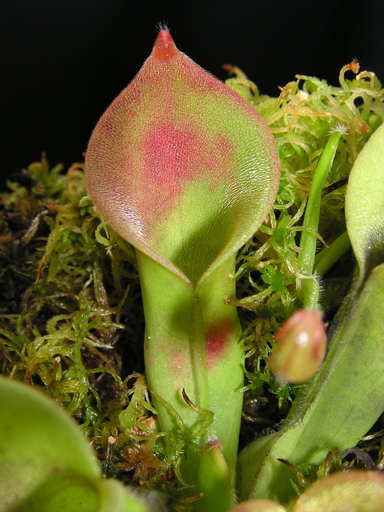 Heliamphora neblinae x hispida