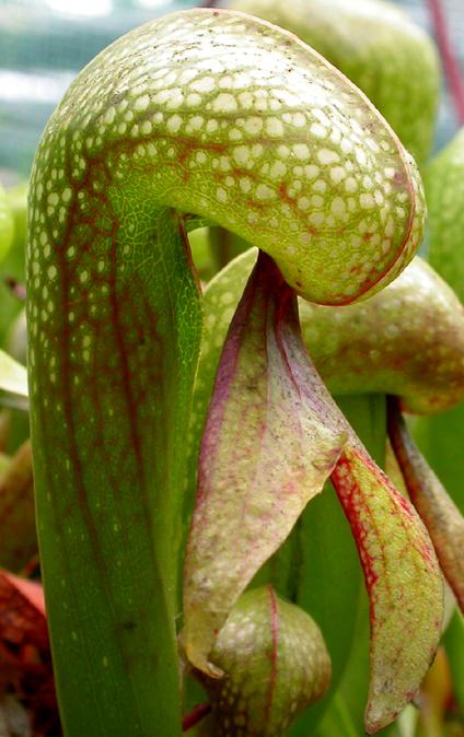 darlingtonia californica