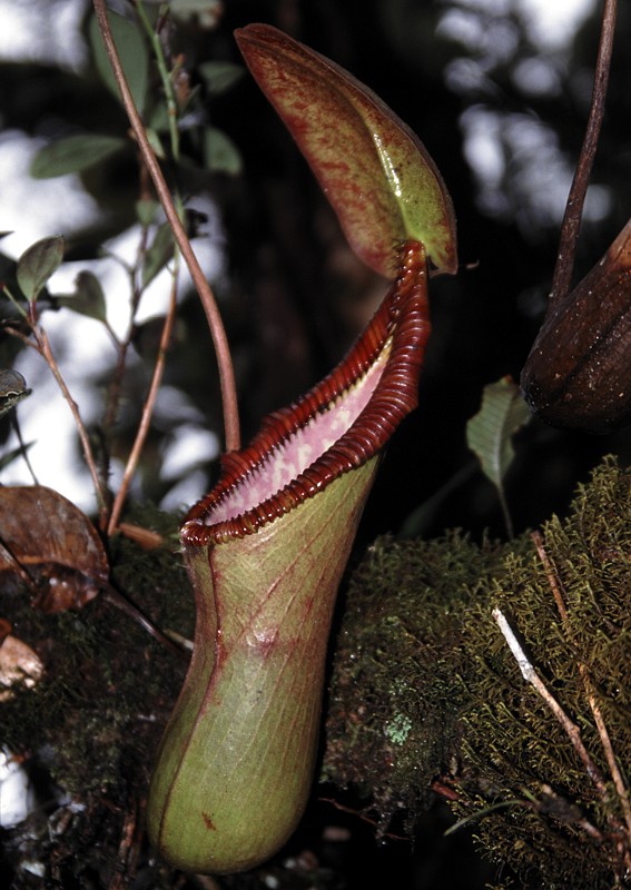 Nepenthes × trusmadiensis