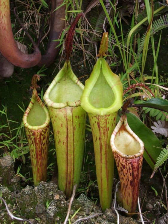 Nepenthes fusca