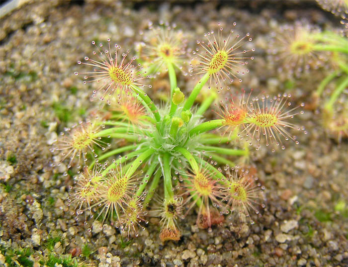 Drosera enodes