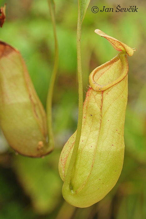 Nepenthes mirabilis