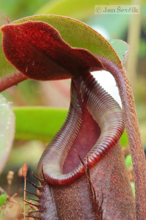 Nepenthes muluensis × lowii
