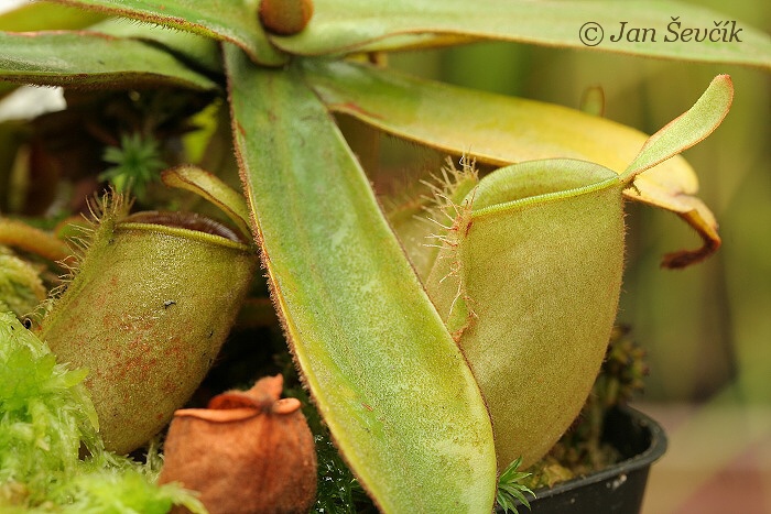 Nepenthes rafflesiana × ampullaria