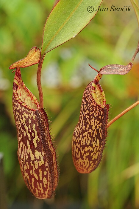 Nepenthes spectabilis