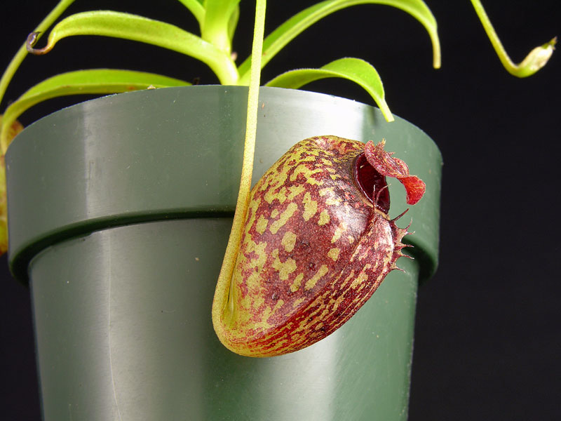 Nepenthes aristolochioides