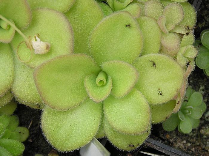 Pinguicula agnata