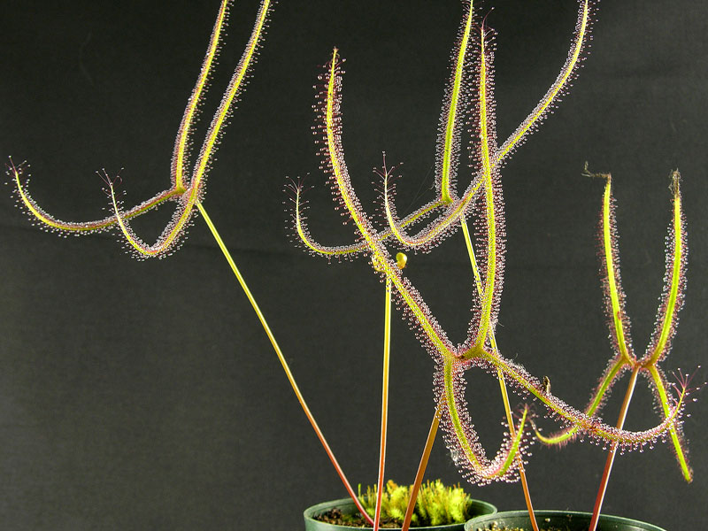 drosera binata var. multifida