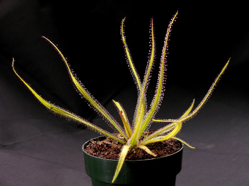 Drosera regia