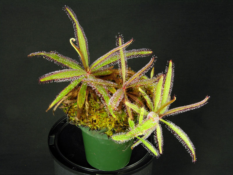 drosera adelae2
