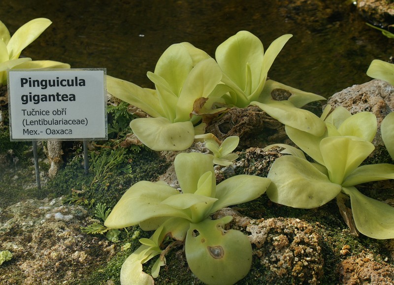 Pinguicula gigantea