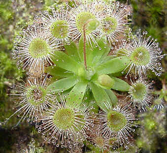 drosera pulchella