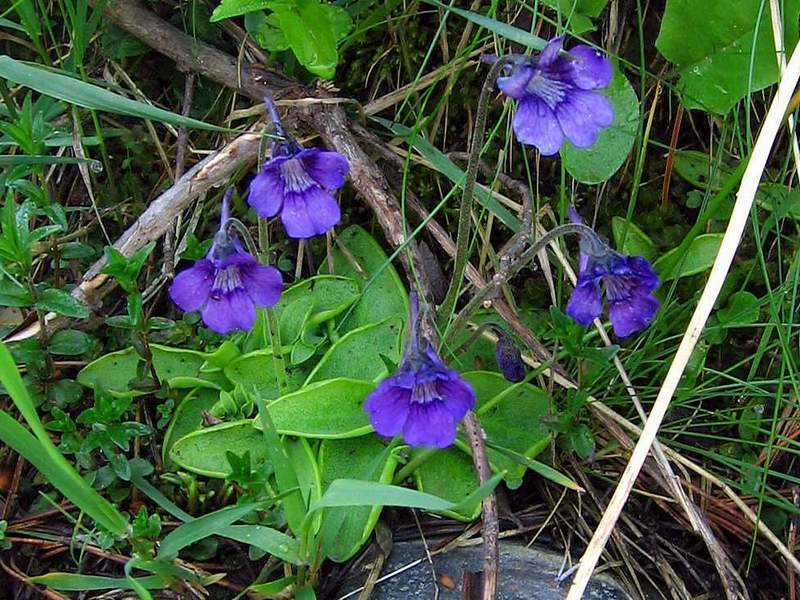 Pinguicula grandiflora