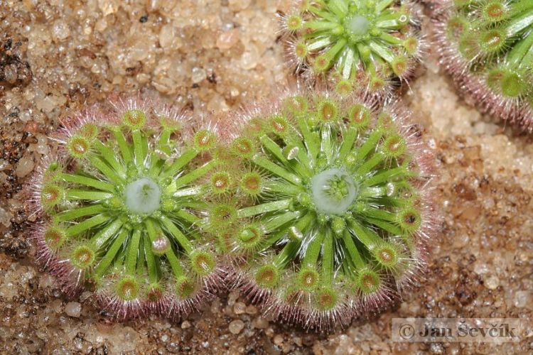 Drosera hyperostigma