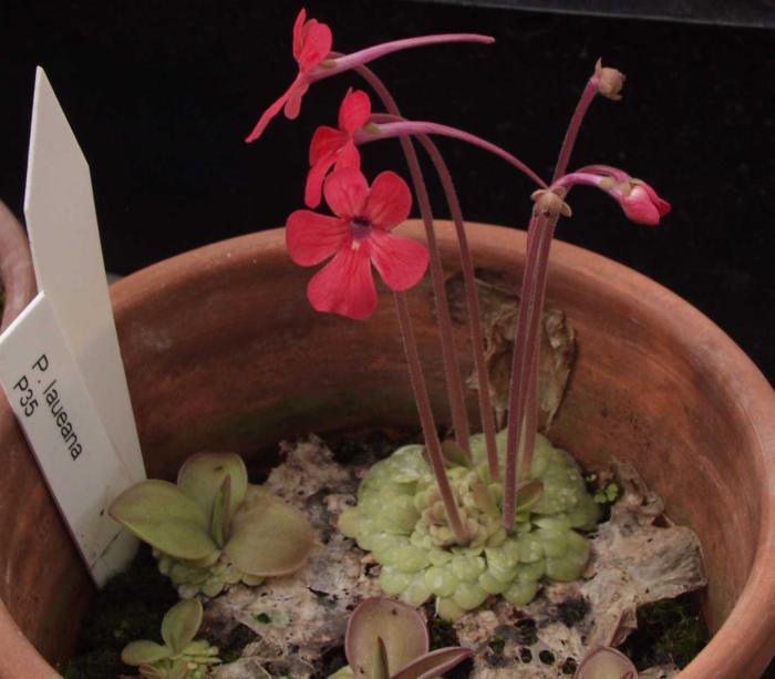 Pinguicula laueana