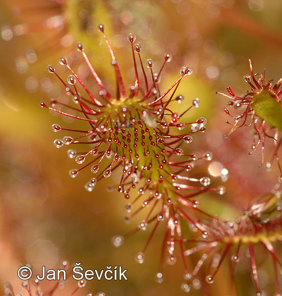 Drosera intermedia