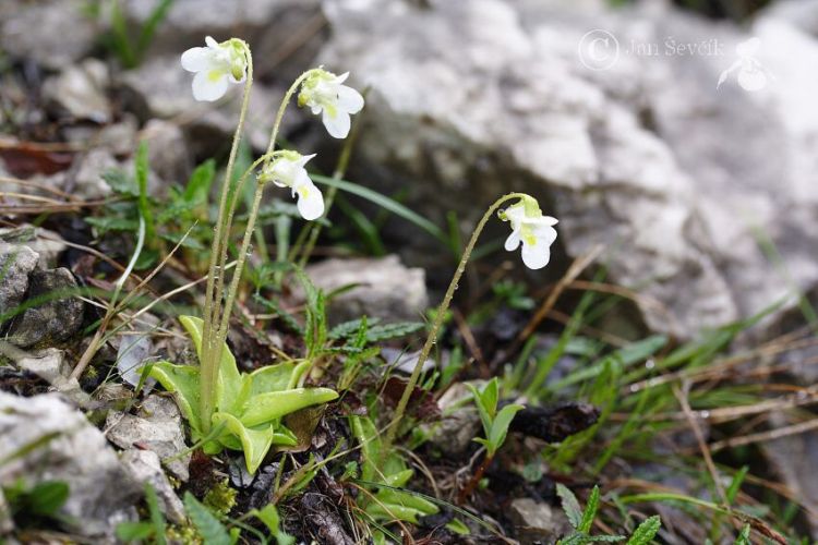 Pinguicula alpina